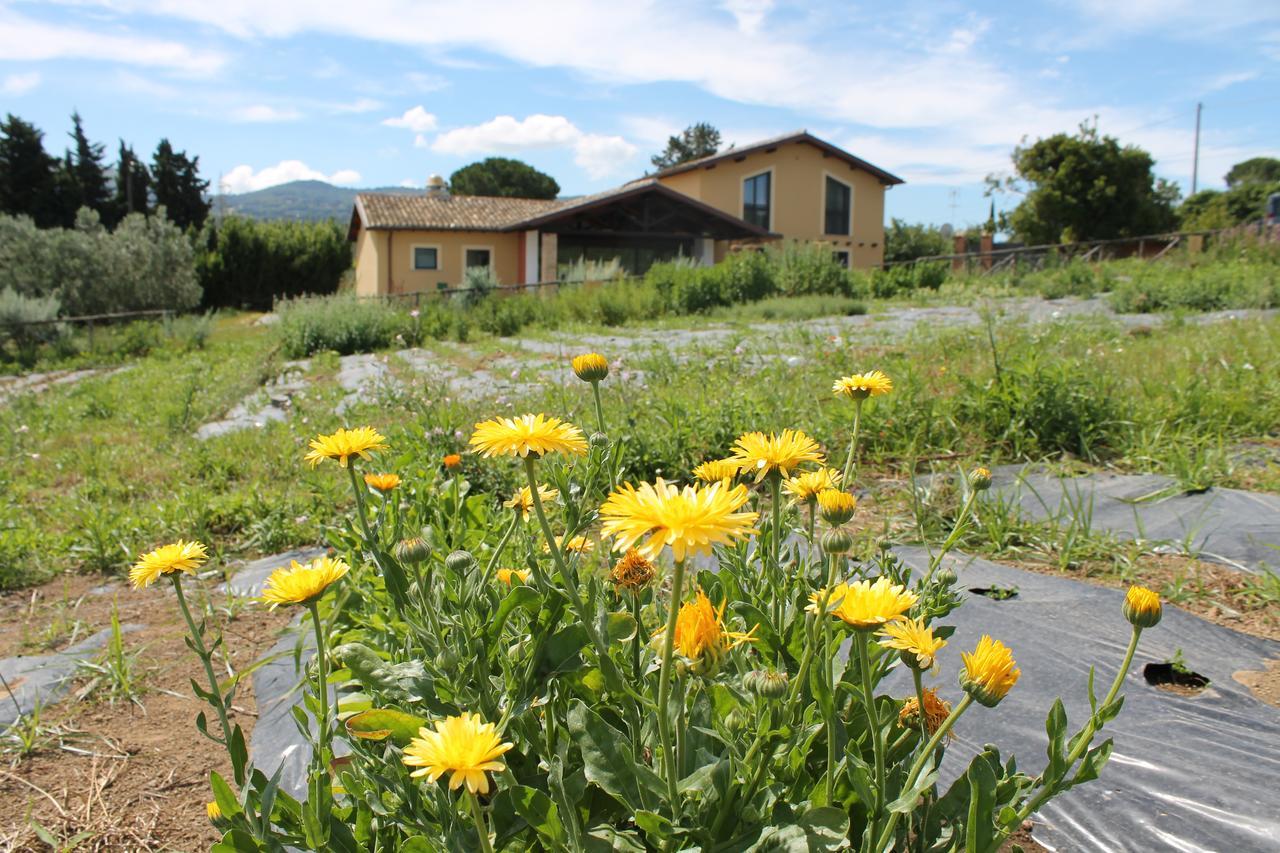 Country House Erba Regina Frascati Exteriör bild